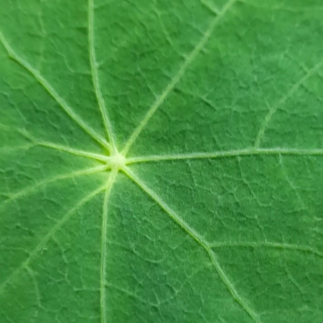 Microgreen di Nasturzio
