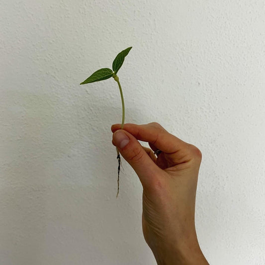 Microgreen di Tagete