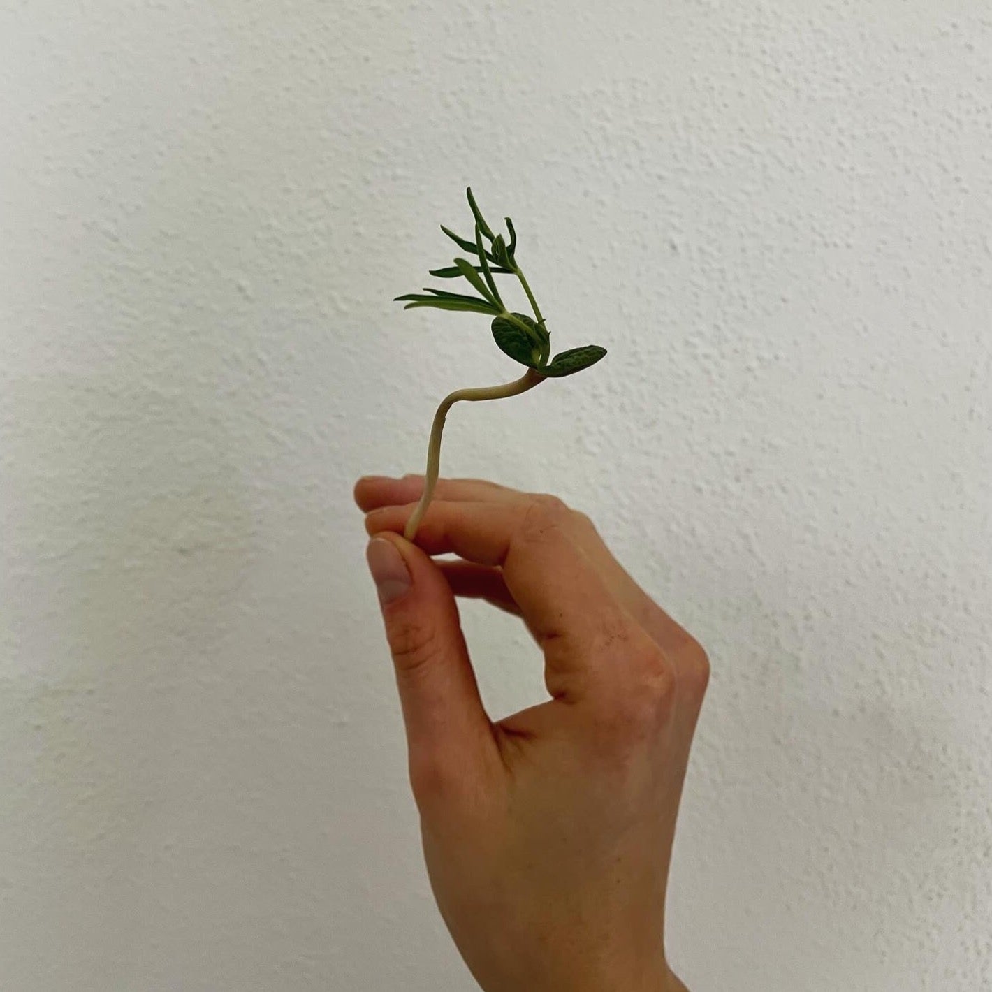 Microgreen di Fagiolo Lupino