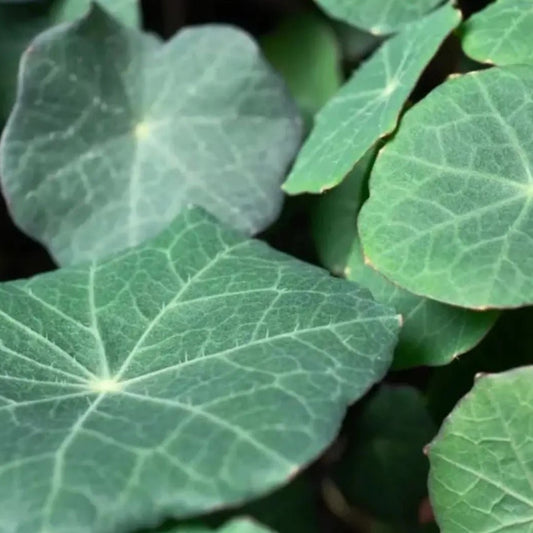 Microgreen di Nasturzio