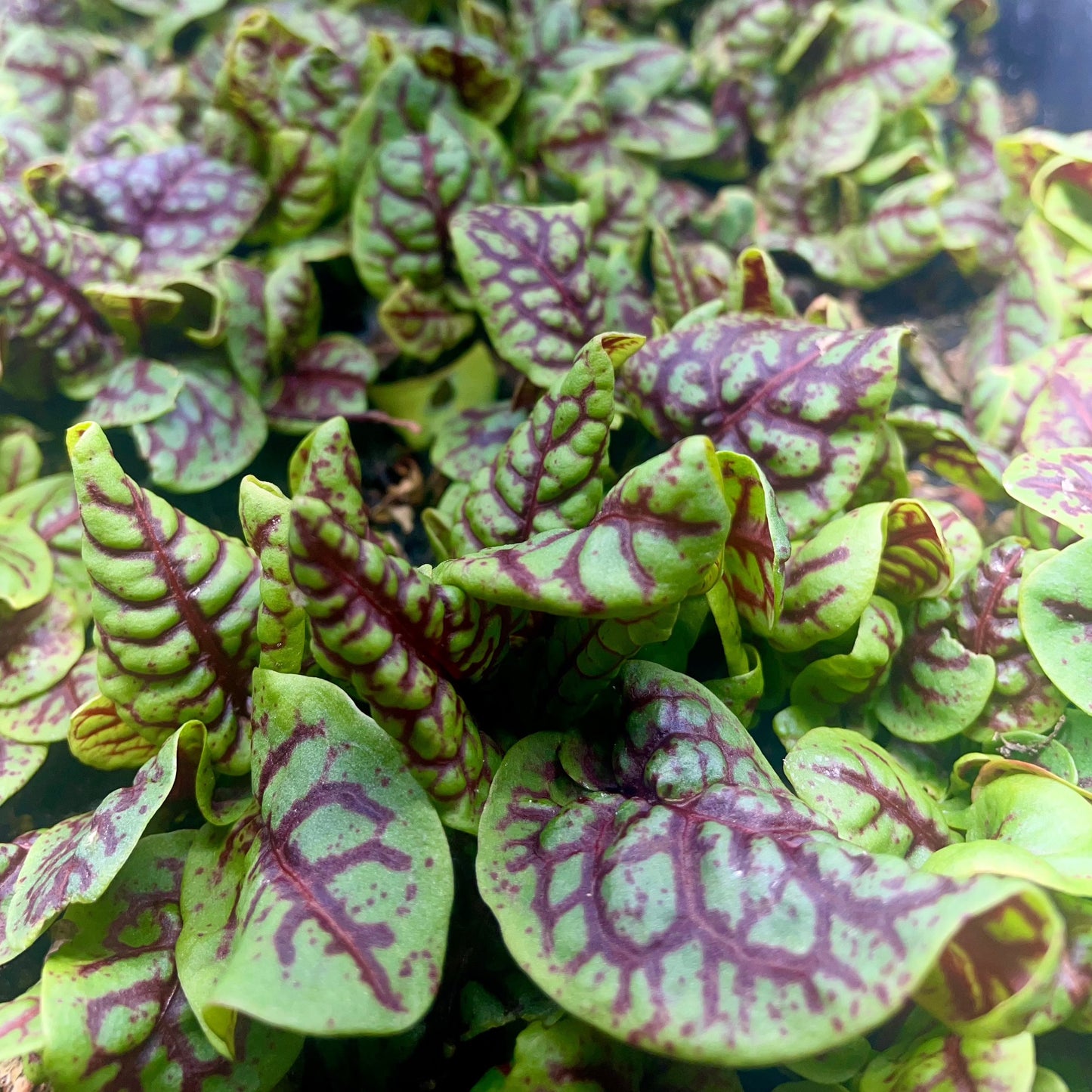 Microgreen di Acetosa