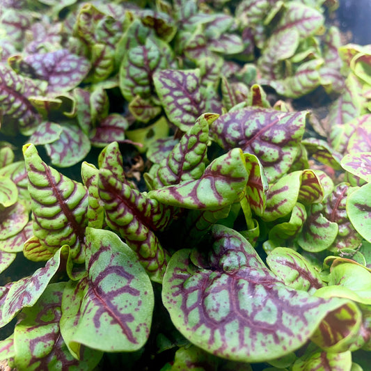 Microgreen di Acetosa