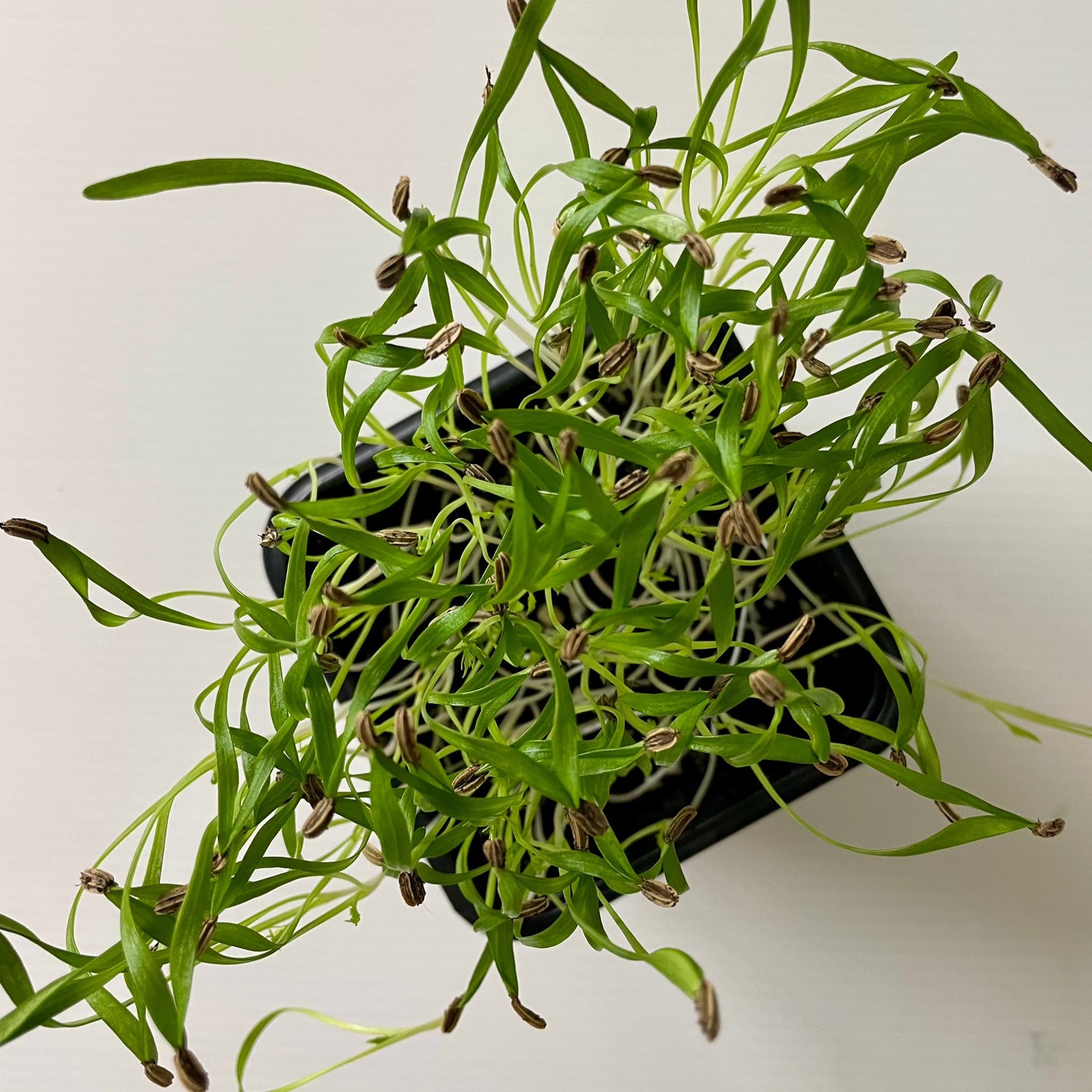 Microgreen di Finocchio