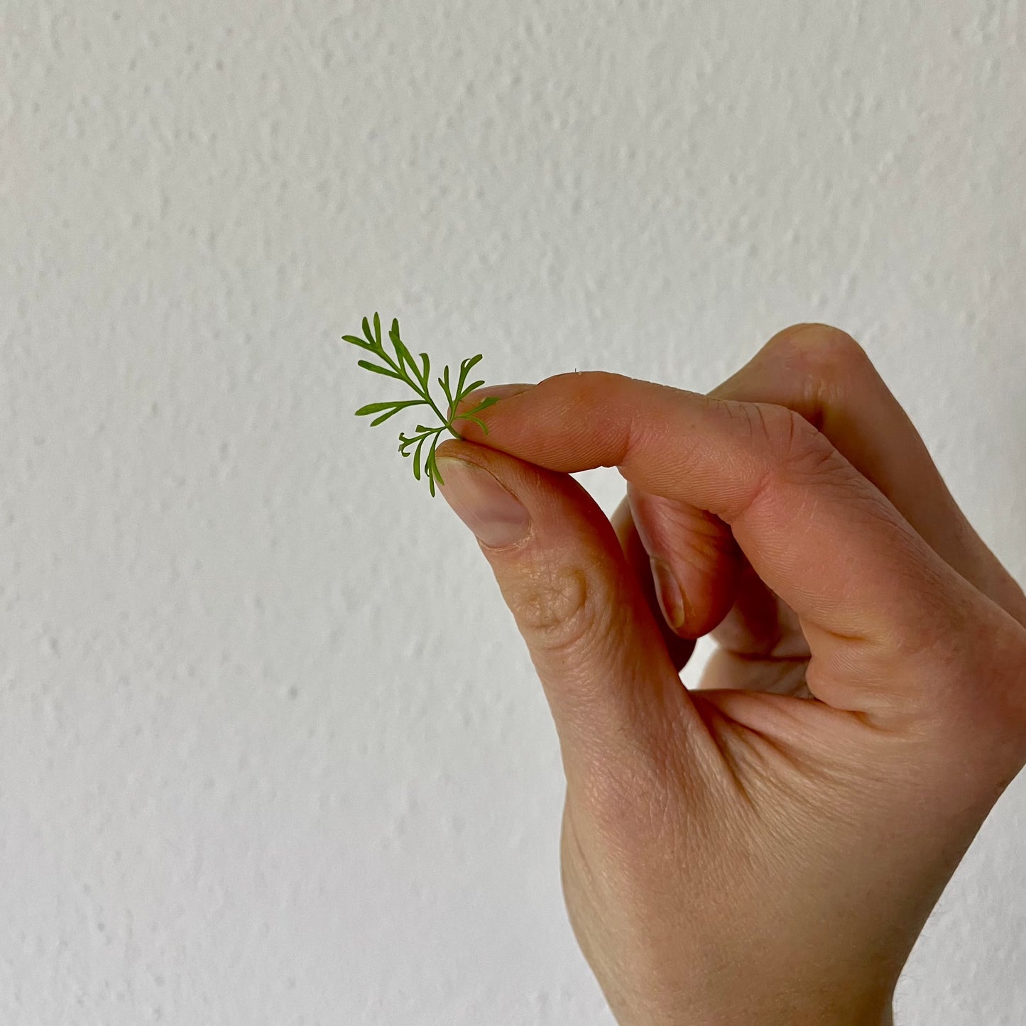 Microgreen di Finocchio