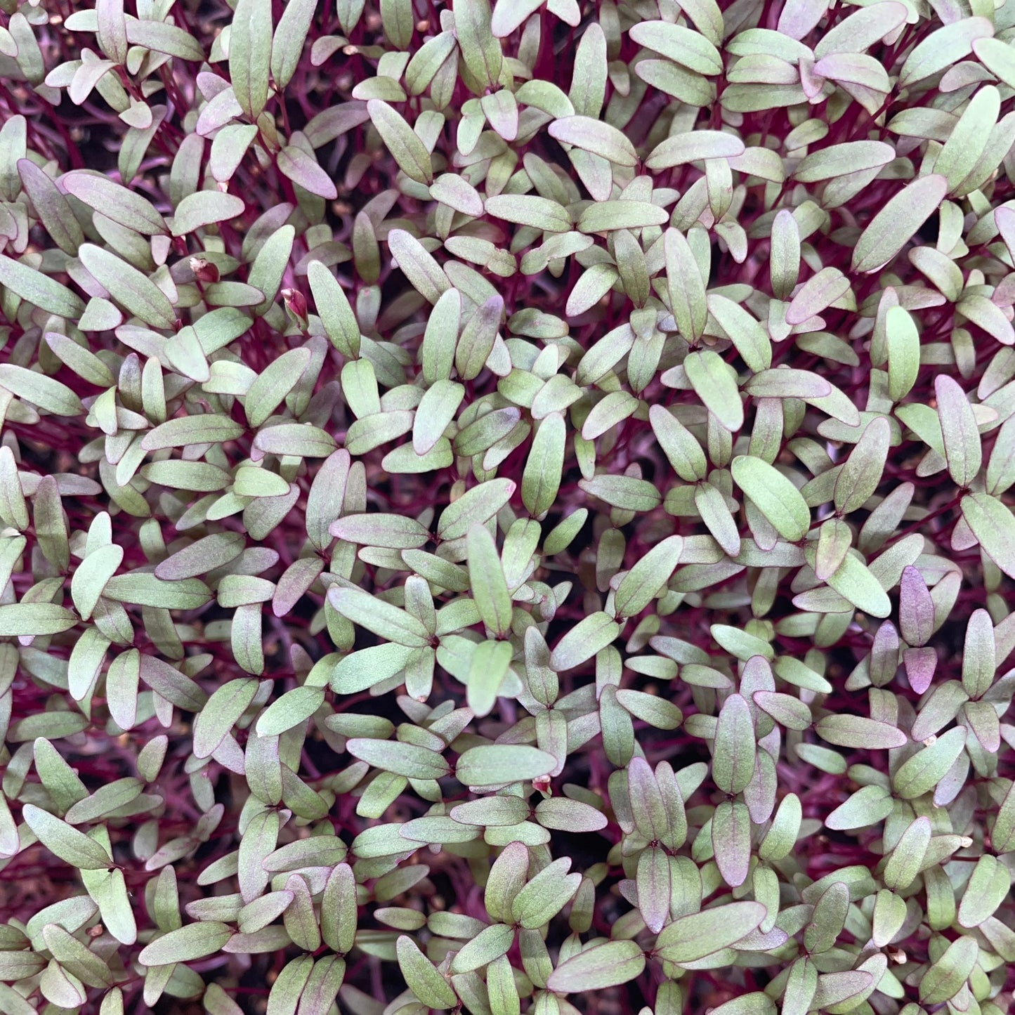 Microgreen di Amaranto