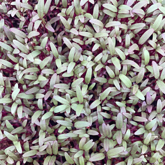 Microgreen di Amaranto