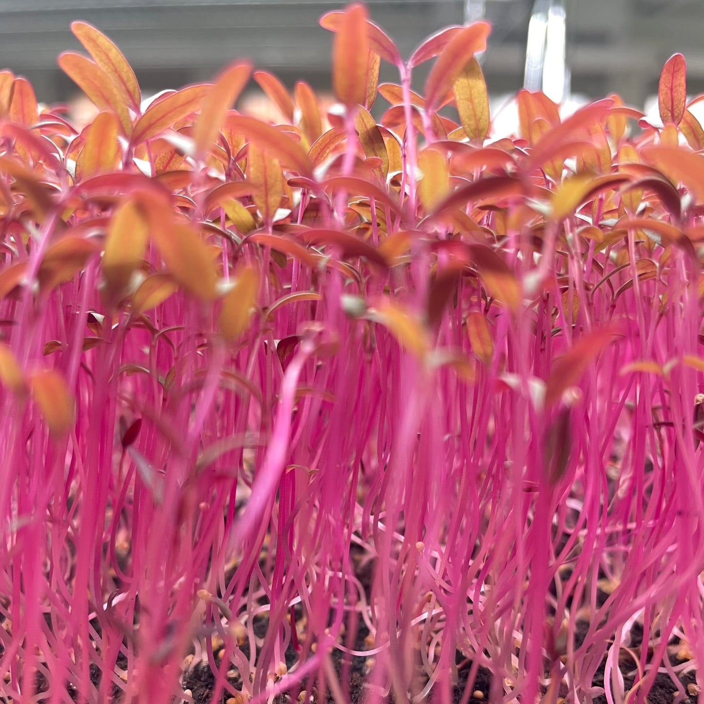 Microgreen di Amaranto