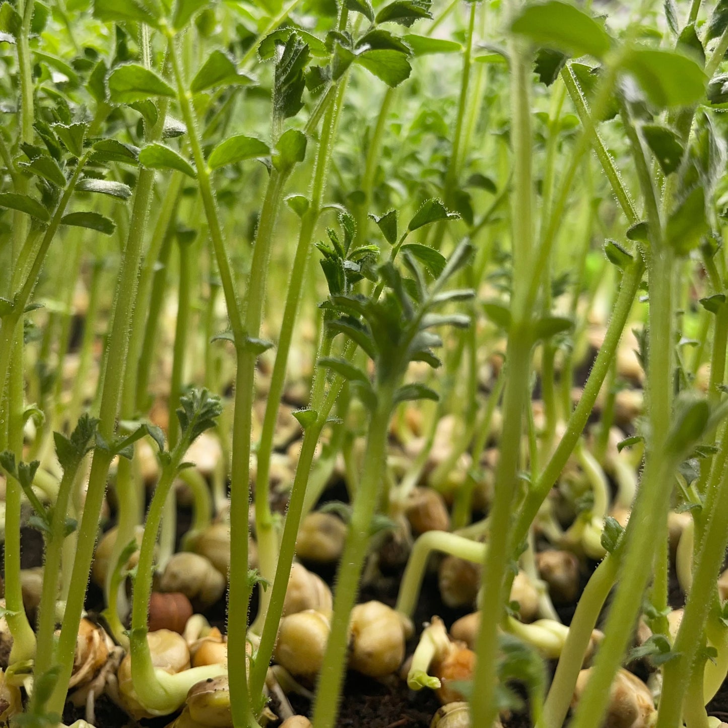 Microgreen di Cecio