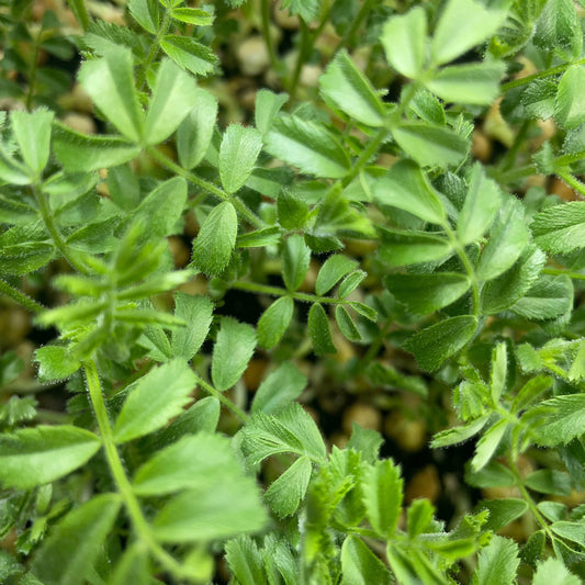 Microgreen di Cecio