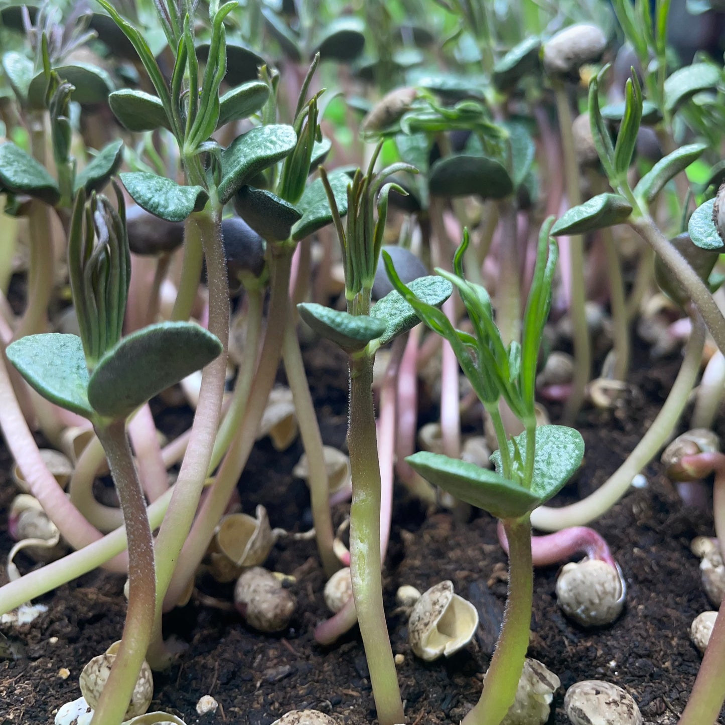 Microgreen di Fagiolo Lupino