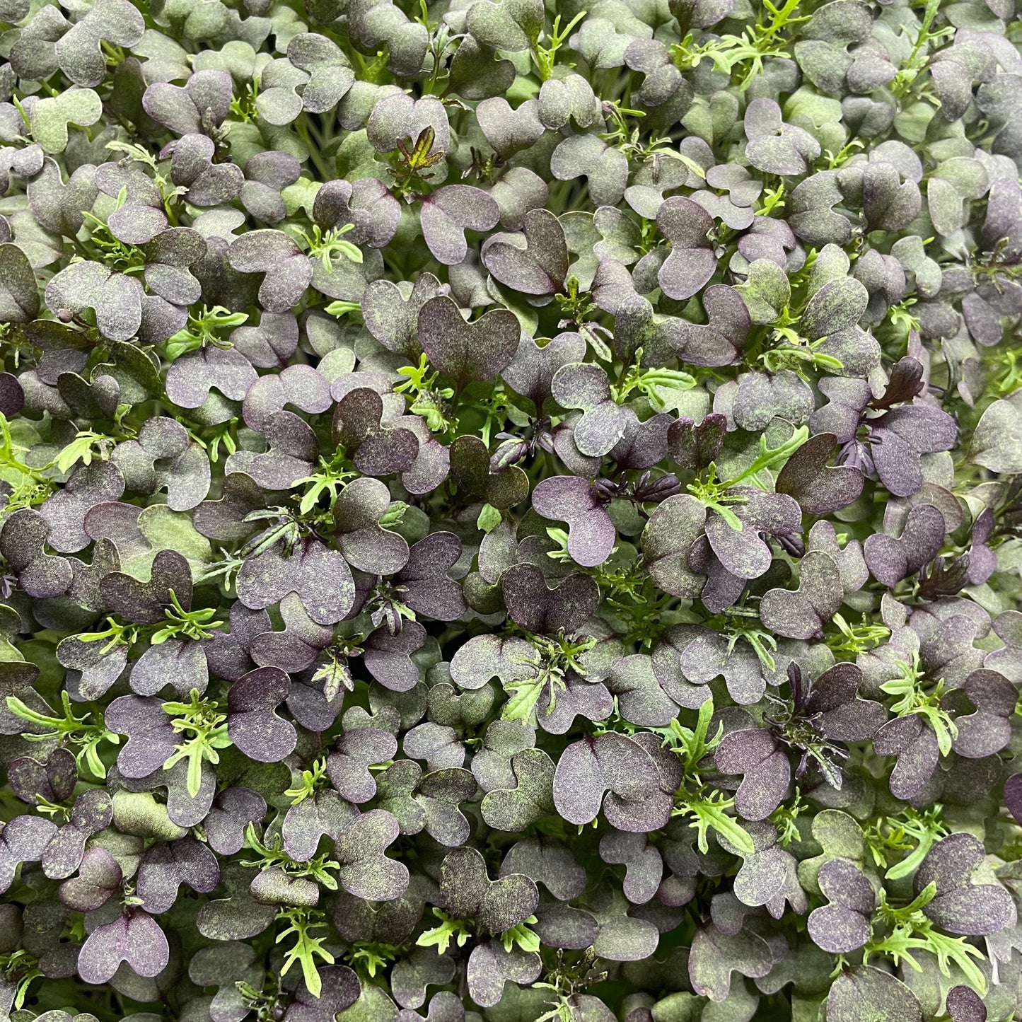 Microgreen di Mizuna