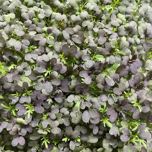 Microgreen di Mizuna