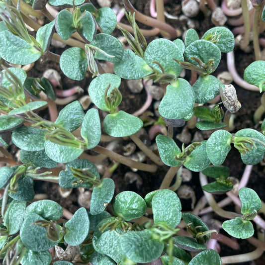 Microgreen di Fagiolo Lupino