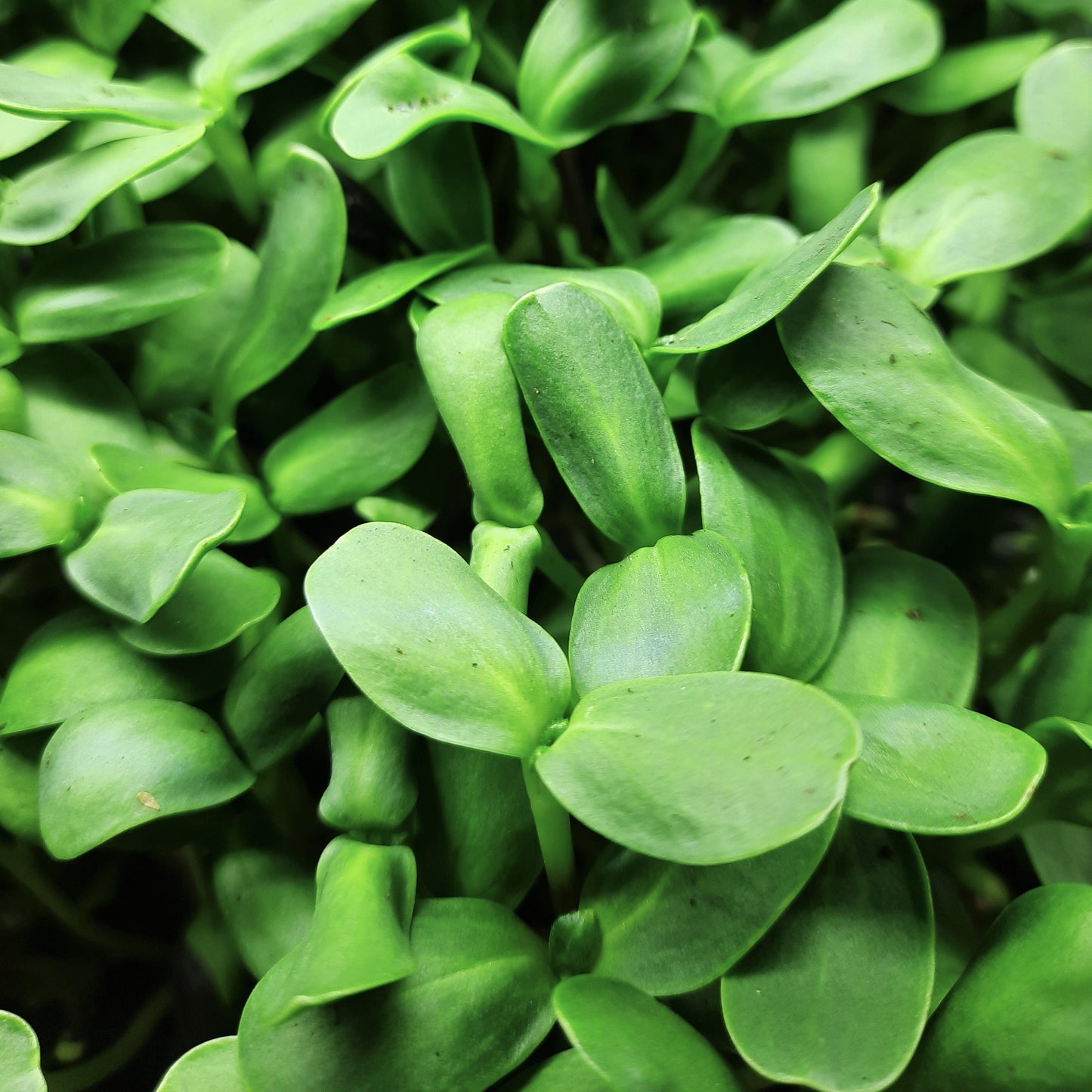 Microgreen di Girasole