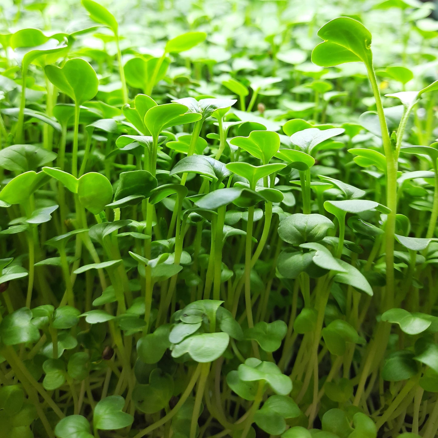 Microgreen di Rapanelli Daikon