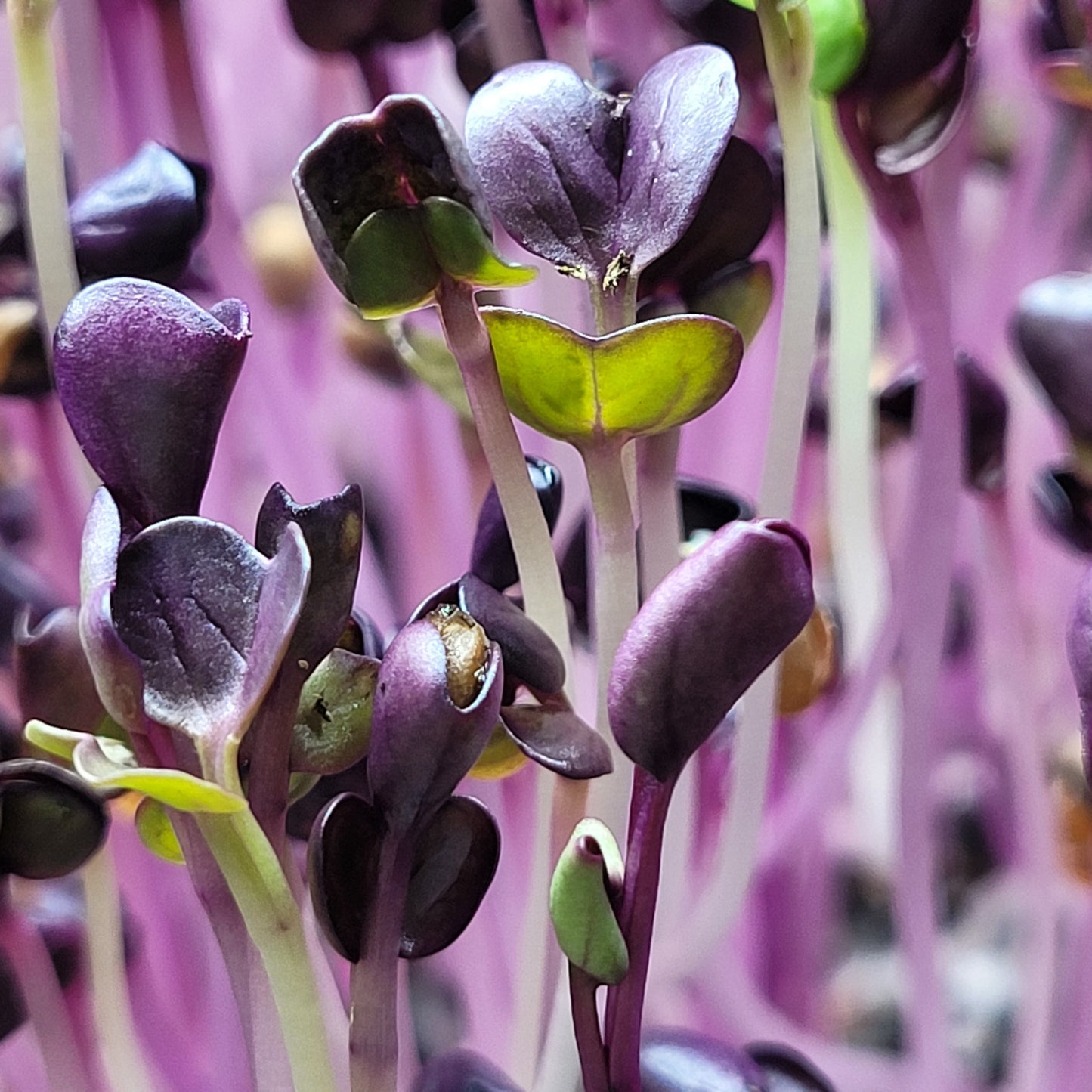 Microgreen di Rapanelli Rambo