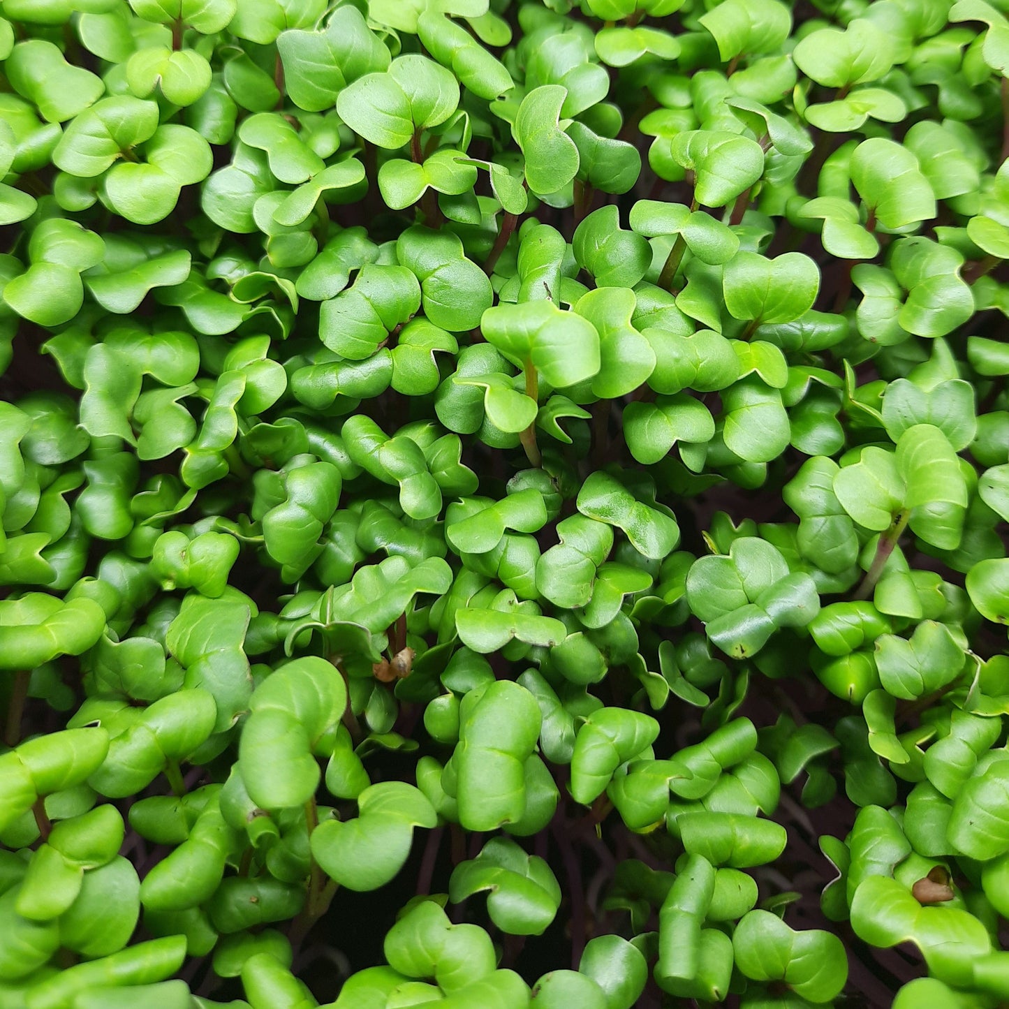 Microgreen di Rapanelli Rosa