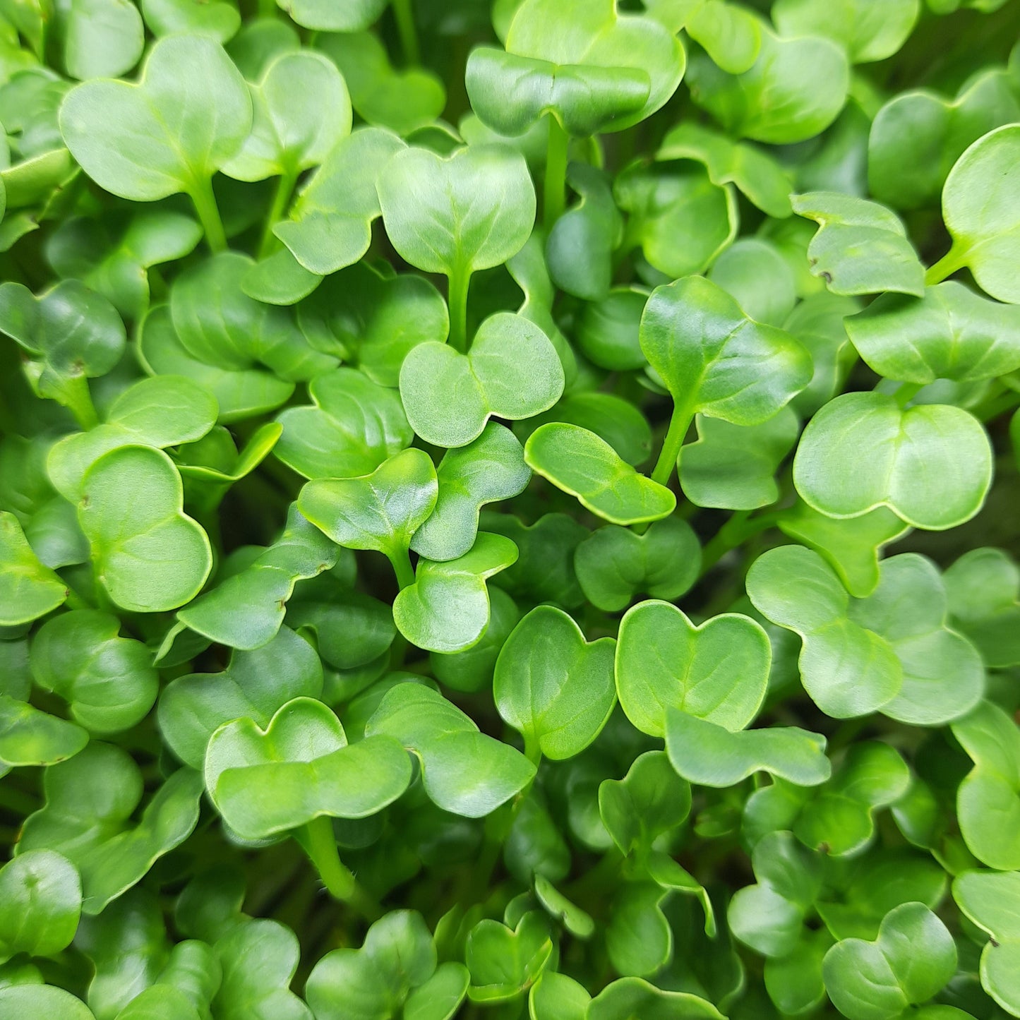 Microgreen di Rapanelli Daikon