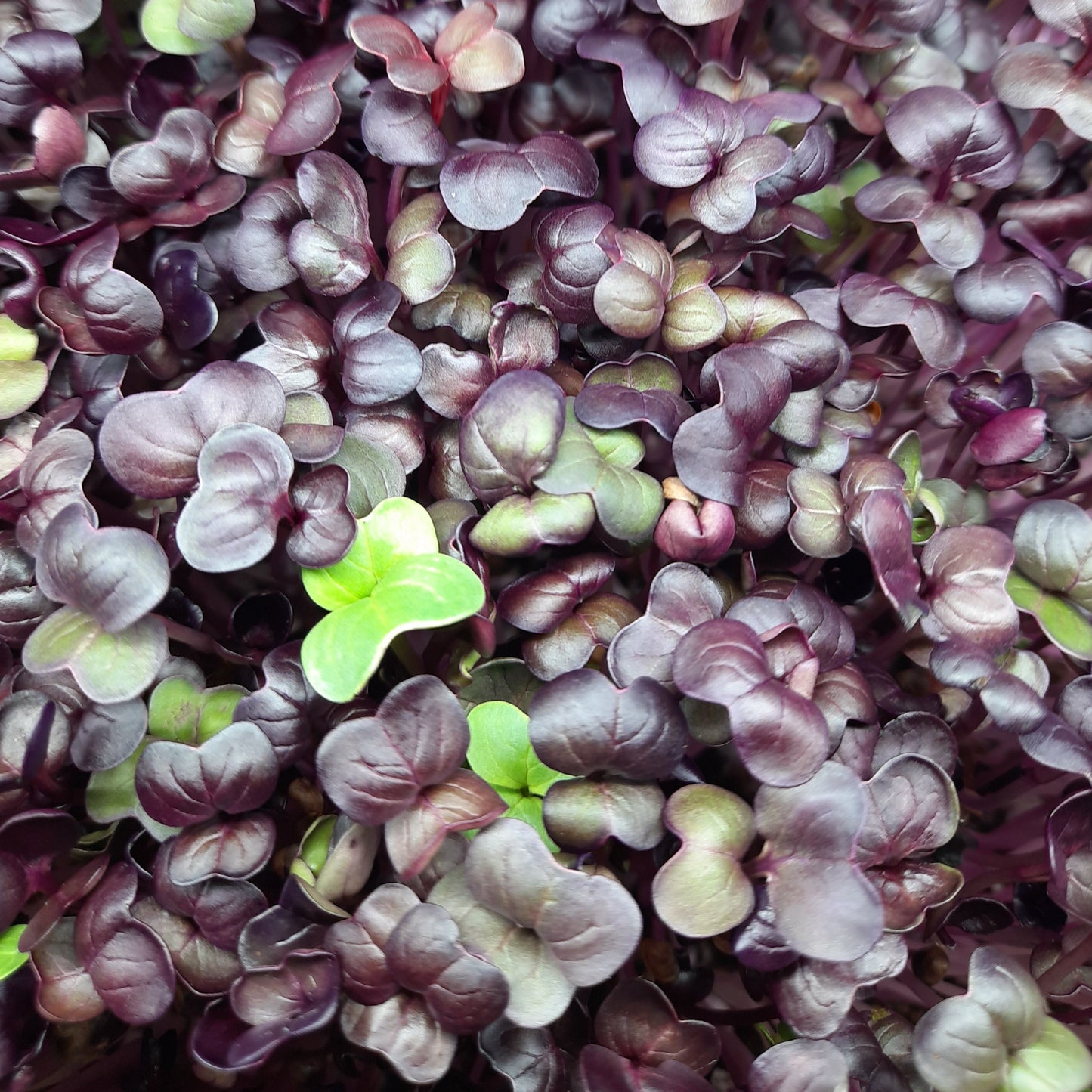 Microgreen di Rapanelli Rambo