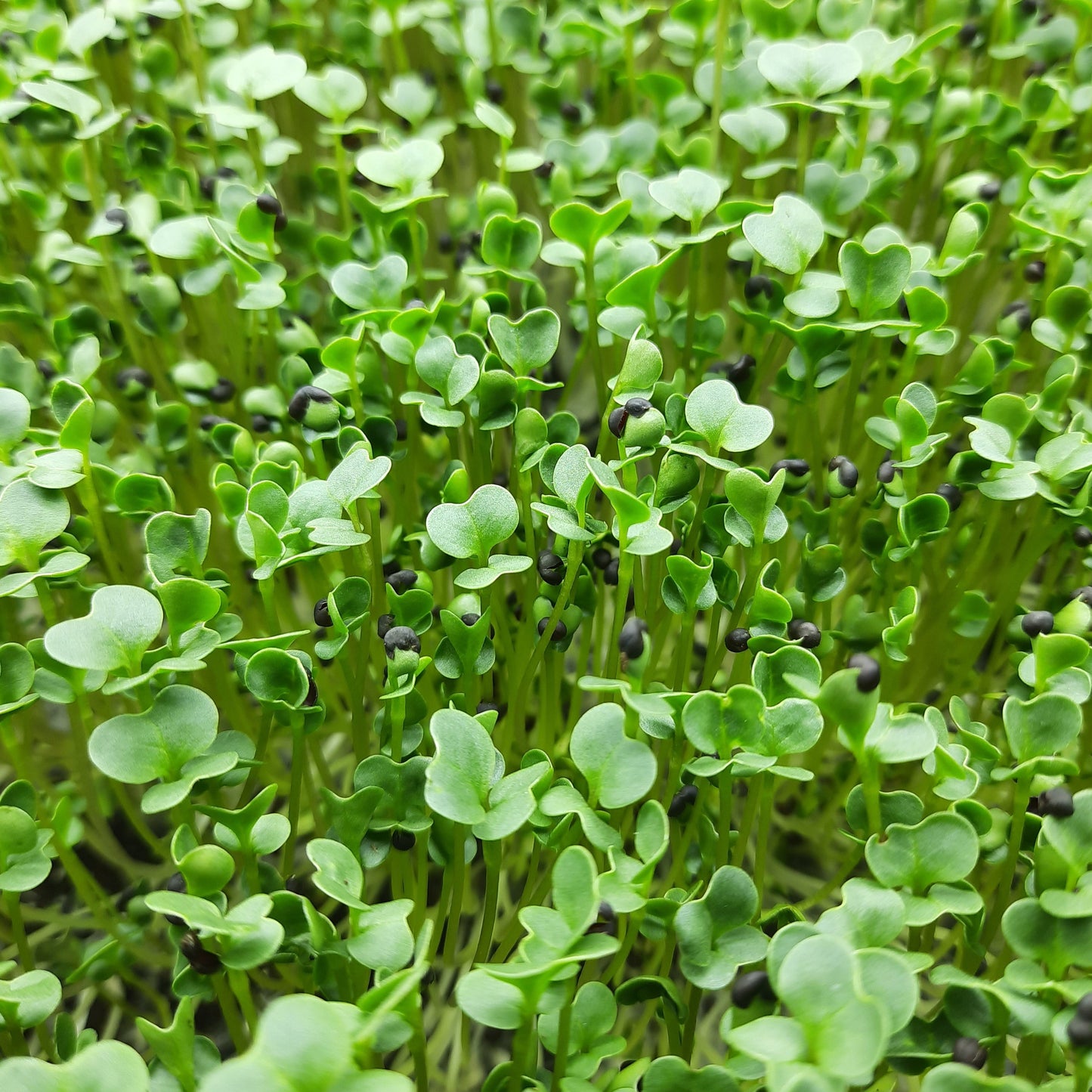 Microgreen di Broccoli