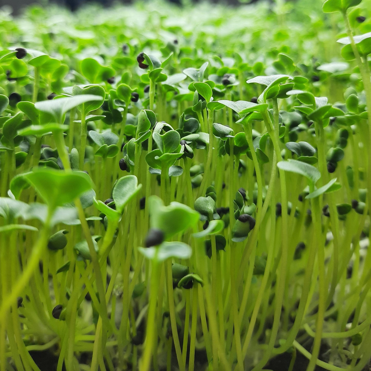 Microgreen di Broccoli