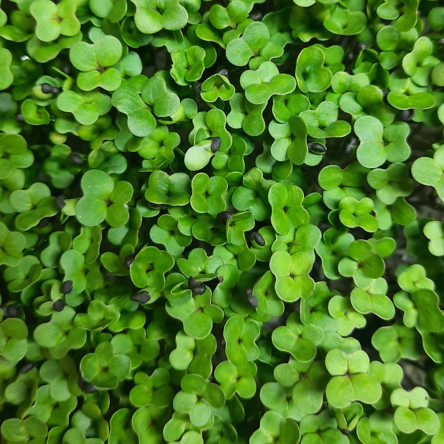 Microgreen di Broccoli