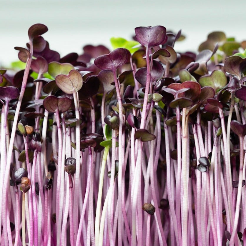 Microgreen di Rapanelli Rambo