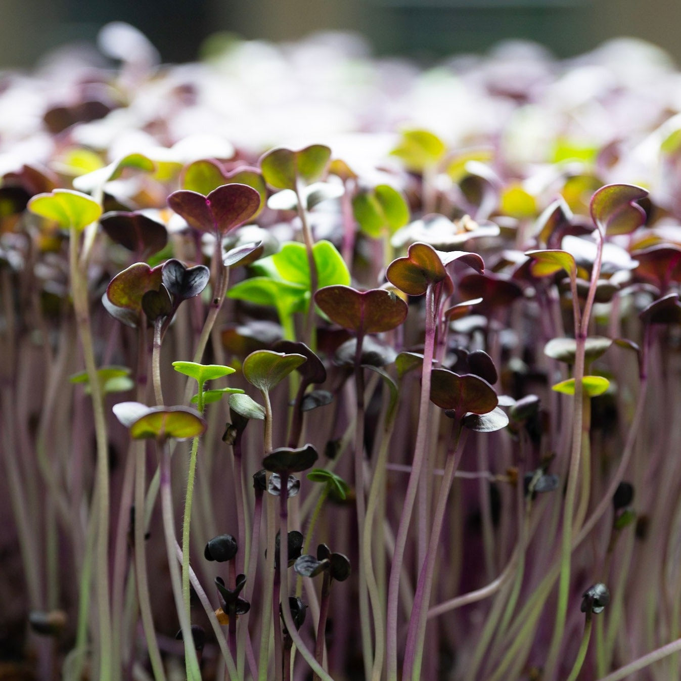 Microgreen di Rapanelli Rambo