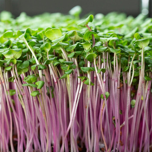 Microgreen di Rapanelli Rosa