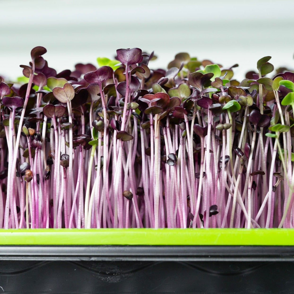 Microgreen di Rapanelli Rambo