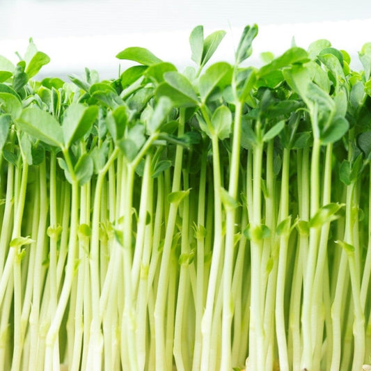 Microgreen di Piselli