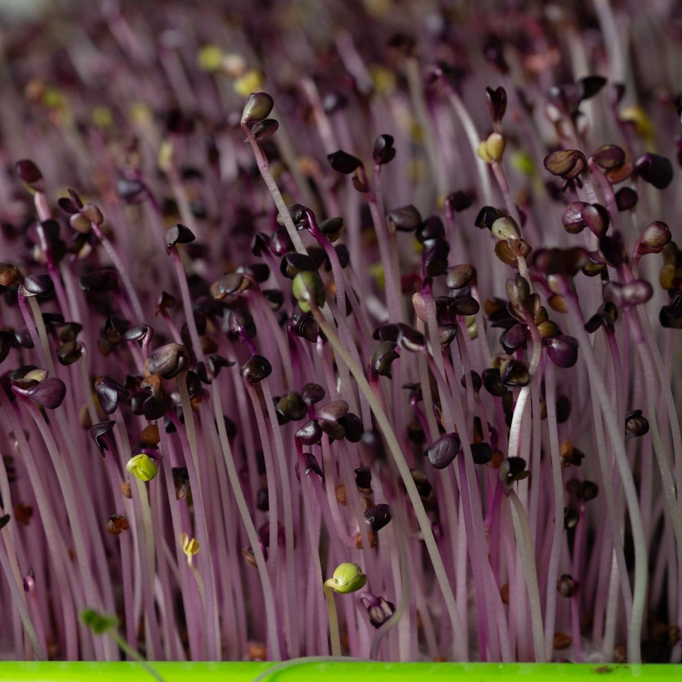 Microgreen di Rapanelli Rambo