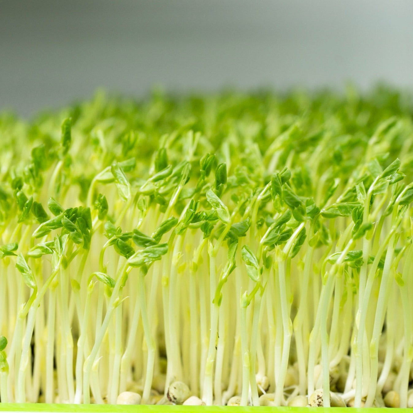 Microgreen di Piselli
