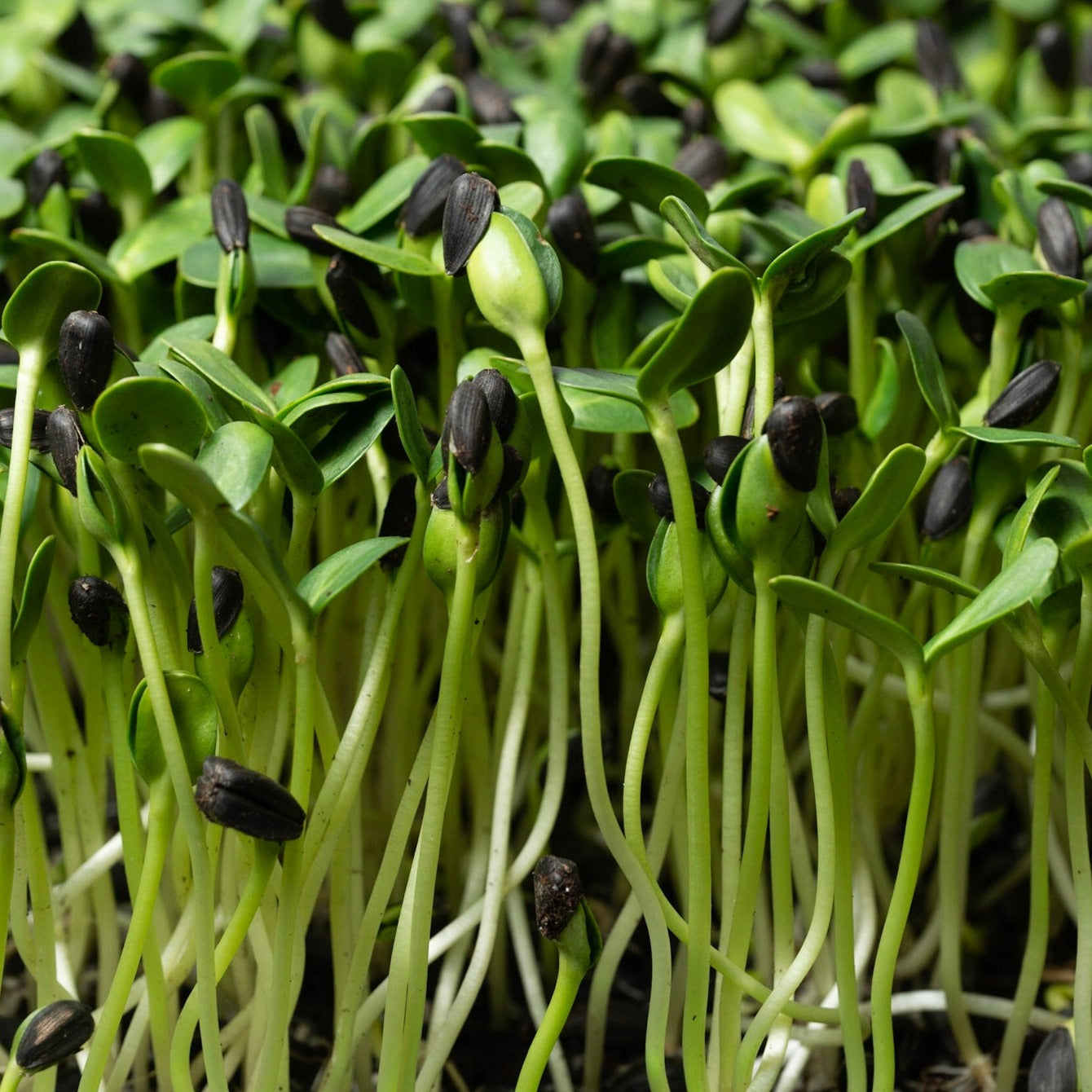 Microgreen di Girasole