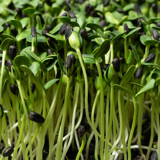 Microgreen di Girasole