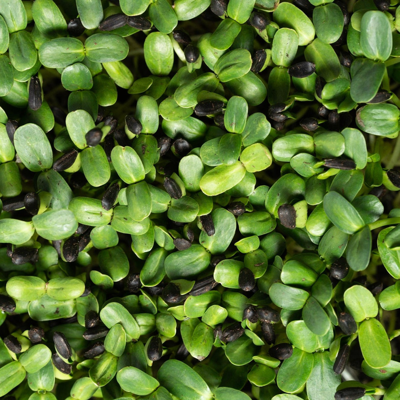 Microgreen di Girasole