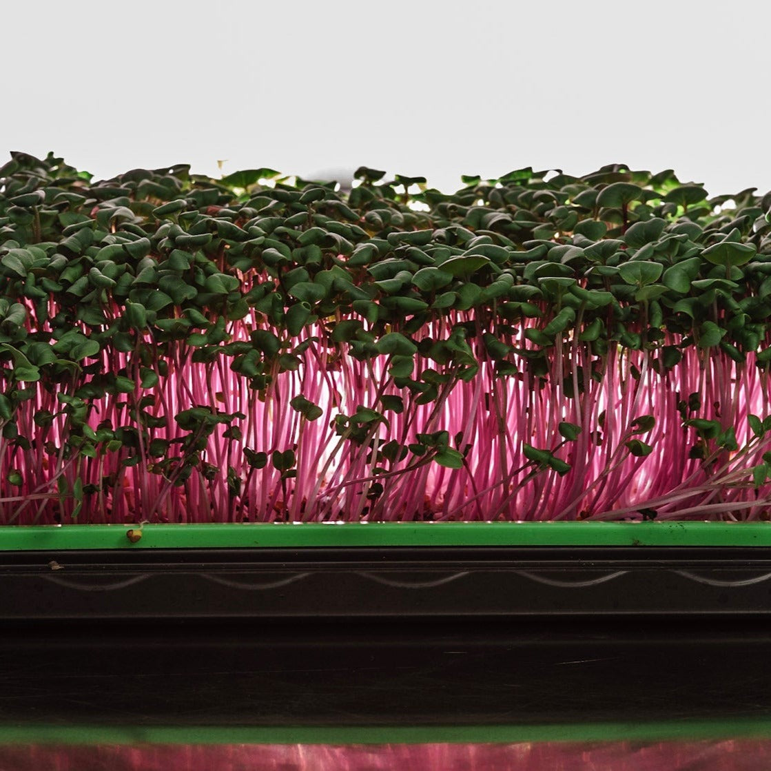 Microgreen di Rapanelli Rosa