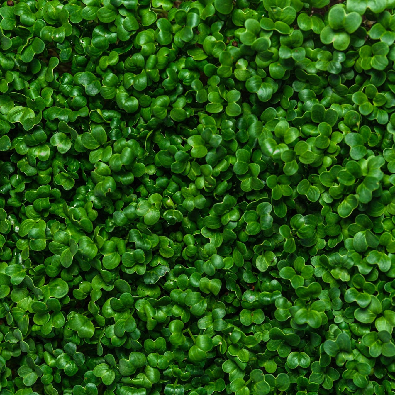 Microgreen di Rapanelli Daikon