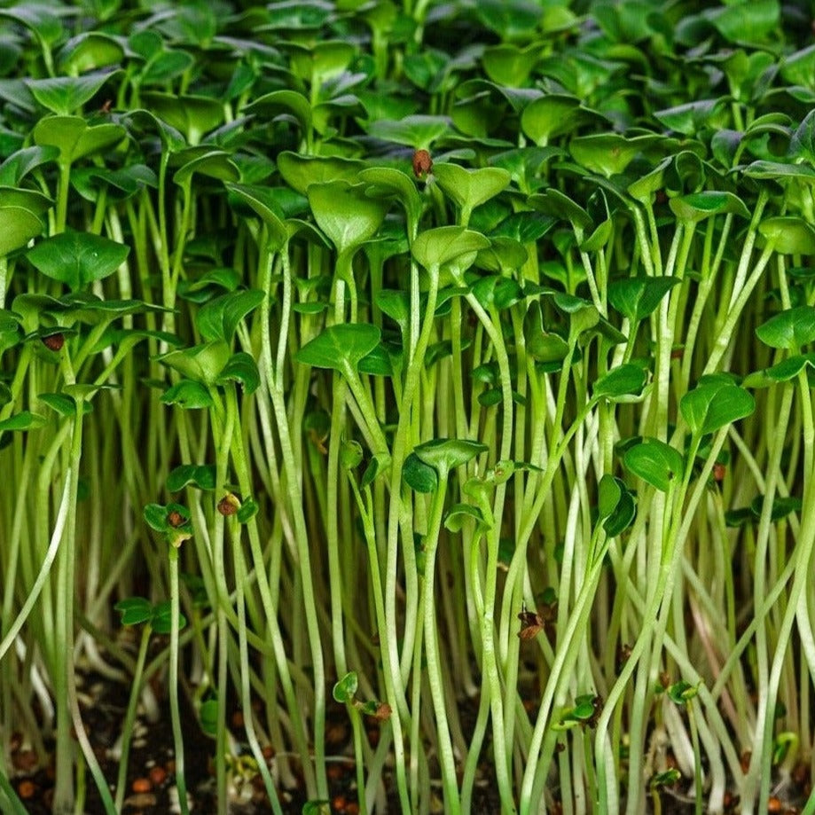 Microgreen di Rapanelli Daikon