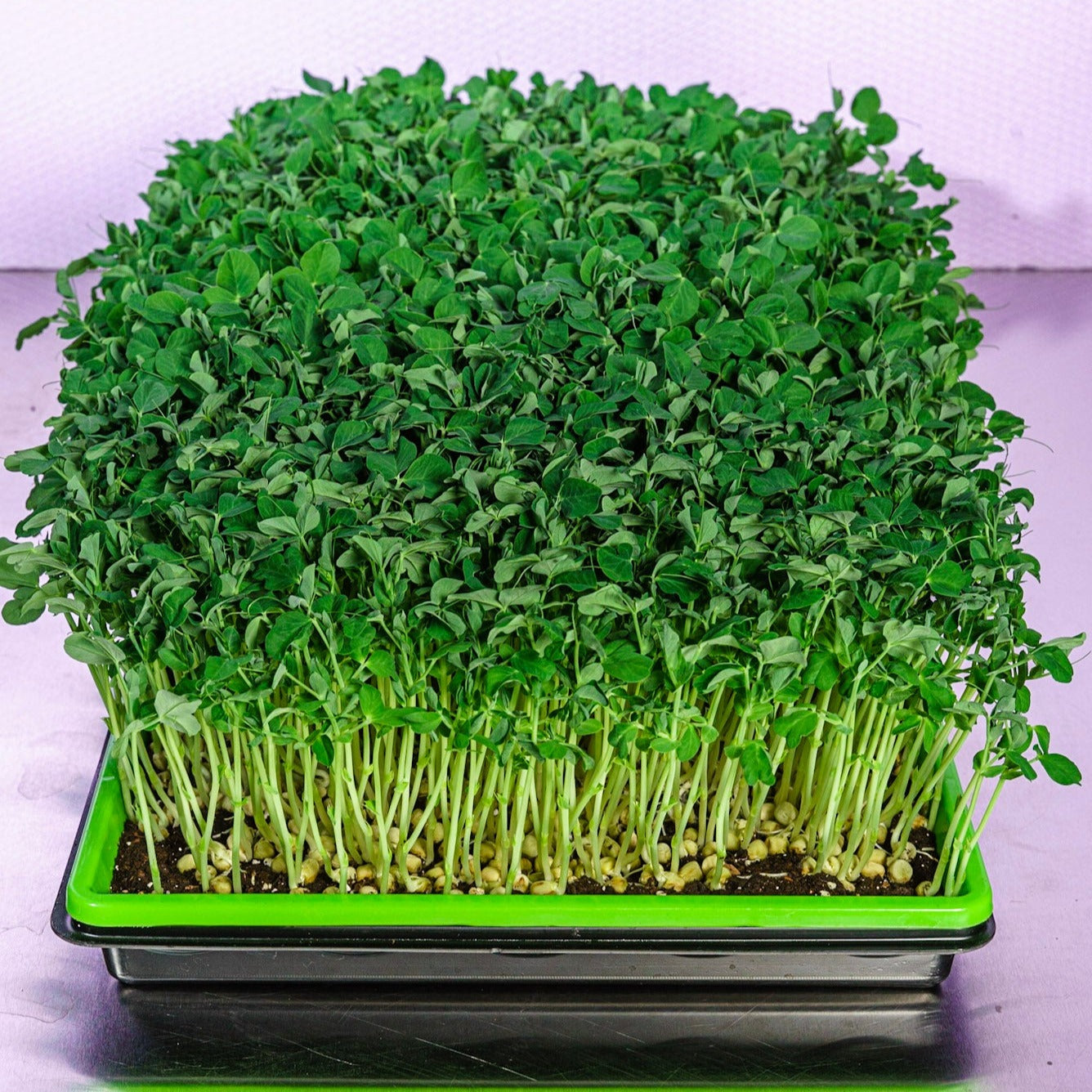 Microgreen di Piselli