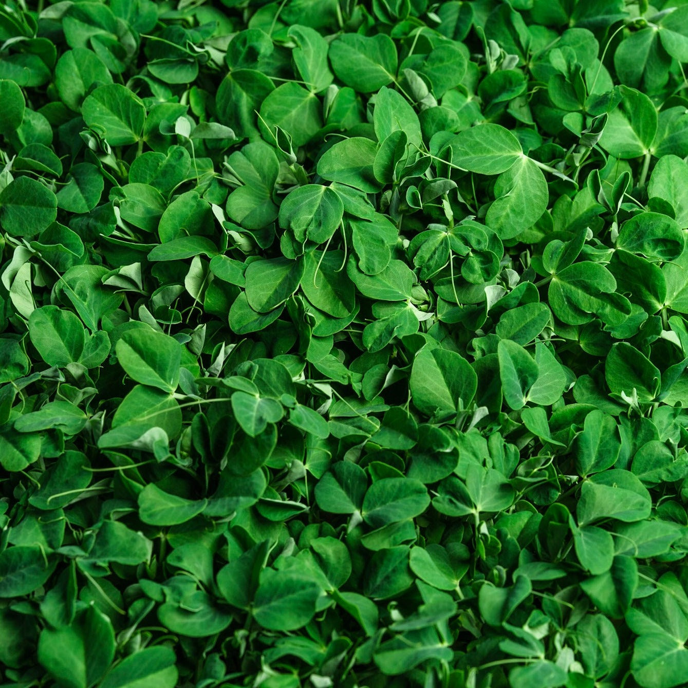 Microgreen di Piselli